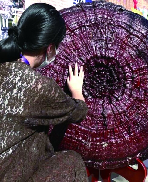 聊城灵芝(资料图)